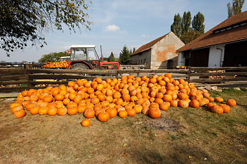 Image showing ripe autumn pumpkins on the farm