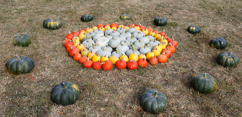 Image showing Ripe autumn pumpkins ornaments on the farm