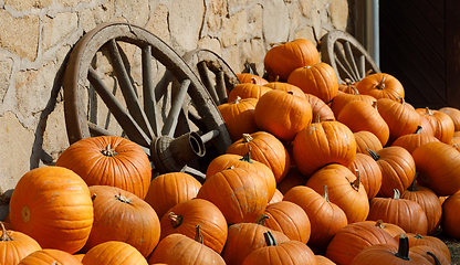 Image showing ripe autumn pumpkins on the farm