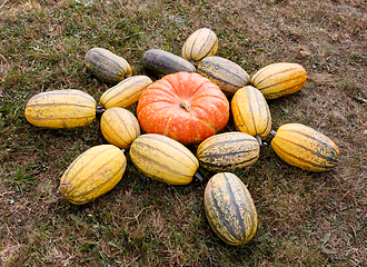 Image showing Ripe autumn pumpkins ornaments on the farm