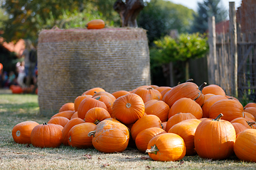 Image showing ripe autumn pumpkins on the farm