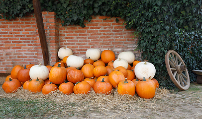 Image showing ripe autumn pumpkins on the farm