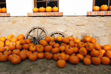 Image showing ripe autumn pumpkins on the farm