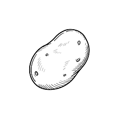 Image showing Potato hand drawn sketch icon.
