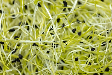 Image showing Healthy young sprouts to eat closeup texture