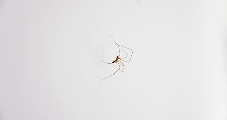 Image showing Spider climbing up the wall closeup macro