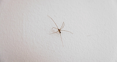 Image showing Spider climbing up the wall closeup macro