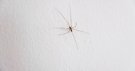 Image showing Spider climbing up the wall closeup macro