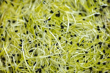 Image showing Healthy young sprouts to eat closeup texture