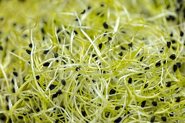 Image showing Healthy young sprouts to eat closeup texture