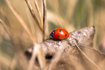 Image showing Seven spotted ladybug in the grass