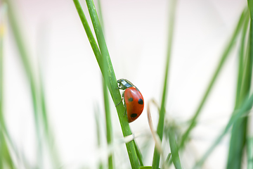 Image showing Seven spotted ladybug in the grass