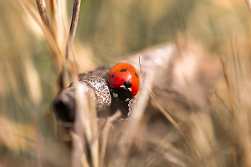 Image showing Seven spotted ladybug in the grass