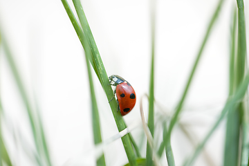 Image showing Seven spotted ladybug in the grass