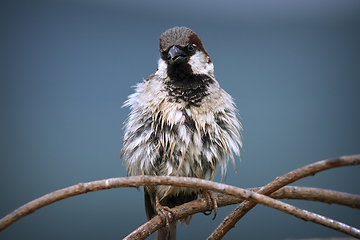 Image showing fluffy male house sparrow