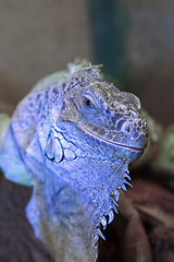 Image showing green iguana portrait