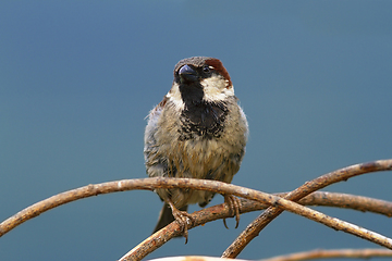 Image showing male sparrow over colorful out of focus background