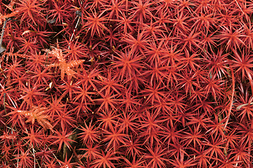 Image showing red moss background