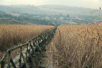 Image showing wooden footpath through the reeds