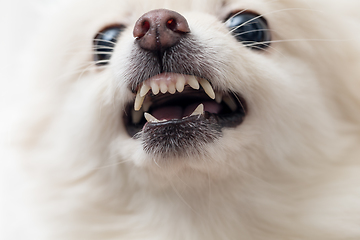 Image showing White pomeranian dog barking close up