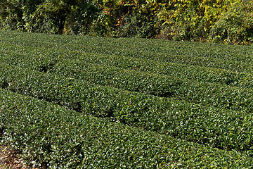 Image showing Fresh Tea farm