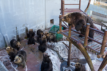 Image showing Bear looking for food in zoo park