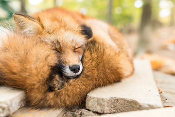 Image showing Sleeping fox