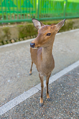 Image showing Wild deer 