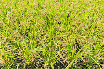 Image showing Paddy Rice field 