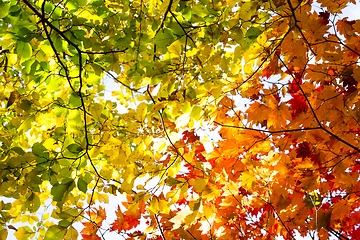 Image showing Fall trees and leaves