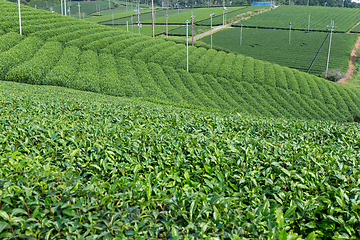 Image showing Tea field