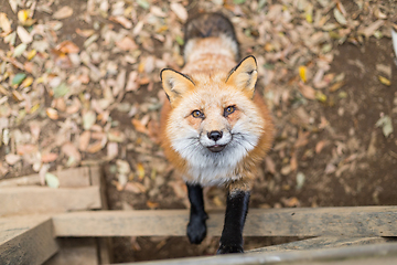 Image showing Fox waiting for food