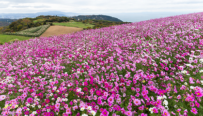 Image showing Cosmos flower field