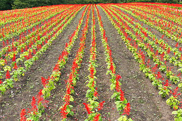 Image showing Salvia field in red