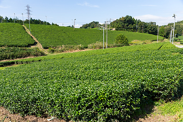 Image showing Tea garden