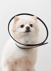 Image showing White Pomeranian with protective collar
