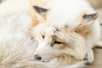 Image showing Fox sleeping at outdoor