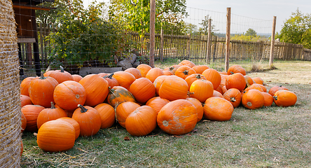 Image showing ripe autumn pumpkins on the farm