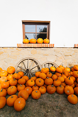 Image showing ripe autumn pumpkins on the farm