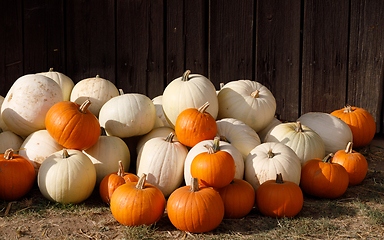 Image showing ripe autumn pumpkins on the farm