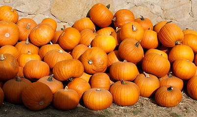 Image showing ripe autumn pumpkins on the farm