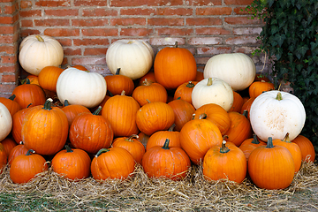 Image showing ripe autumn pumpkins on the farm