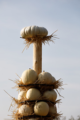 Image showing Ripe autumn pumpkins arranged on totem in farm