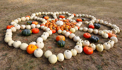 Image showing Ripe autumn pumpkins ornaments on the farm