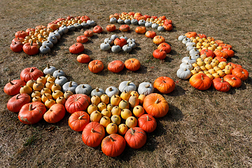 Image showing Ripe autumn pumpkins ornaments on the farm