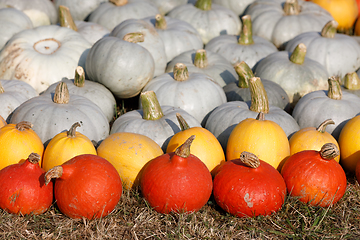 Image showing Ripe autumn pumpkins ornaments on the farm