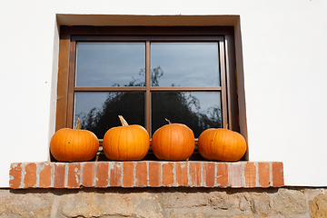 Image showing ripe autumn pumpkins on the farm