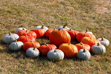 Image showing Ripe autumn pumpkins ornaments on the farm