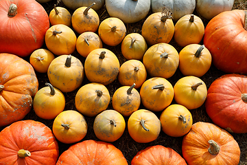 Image showing Ripe autumn pumpkins ornaments on the farm