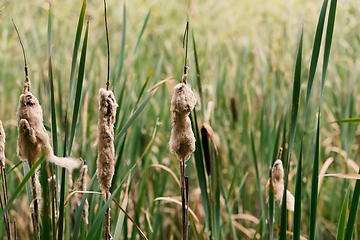 Image showing reeds at the pond